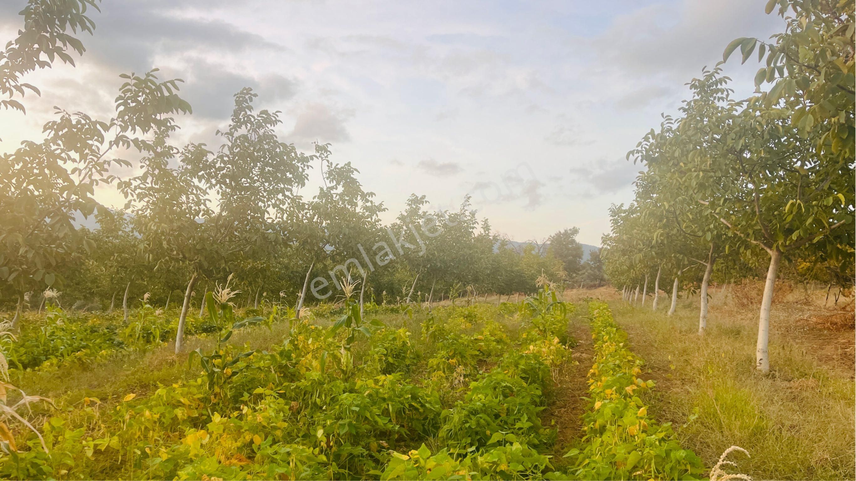 Kaz Dağları'nda İçinde Evi Olan, Organik Ceviz Ve Meyve Bahçeli 9500m² Tarla - Görsel 2