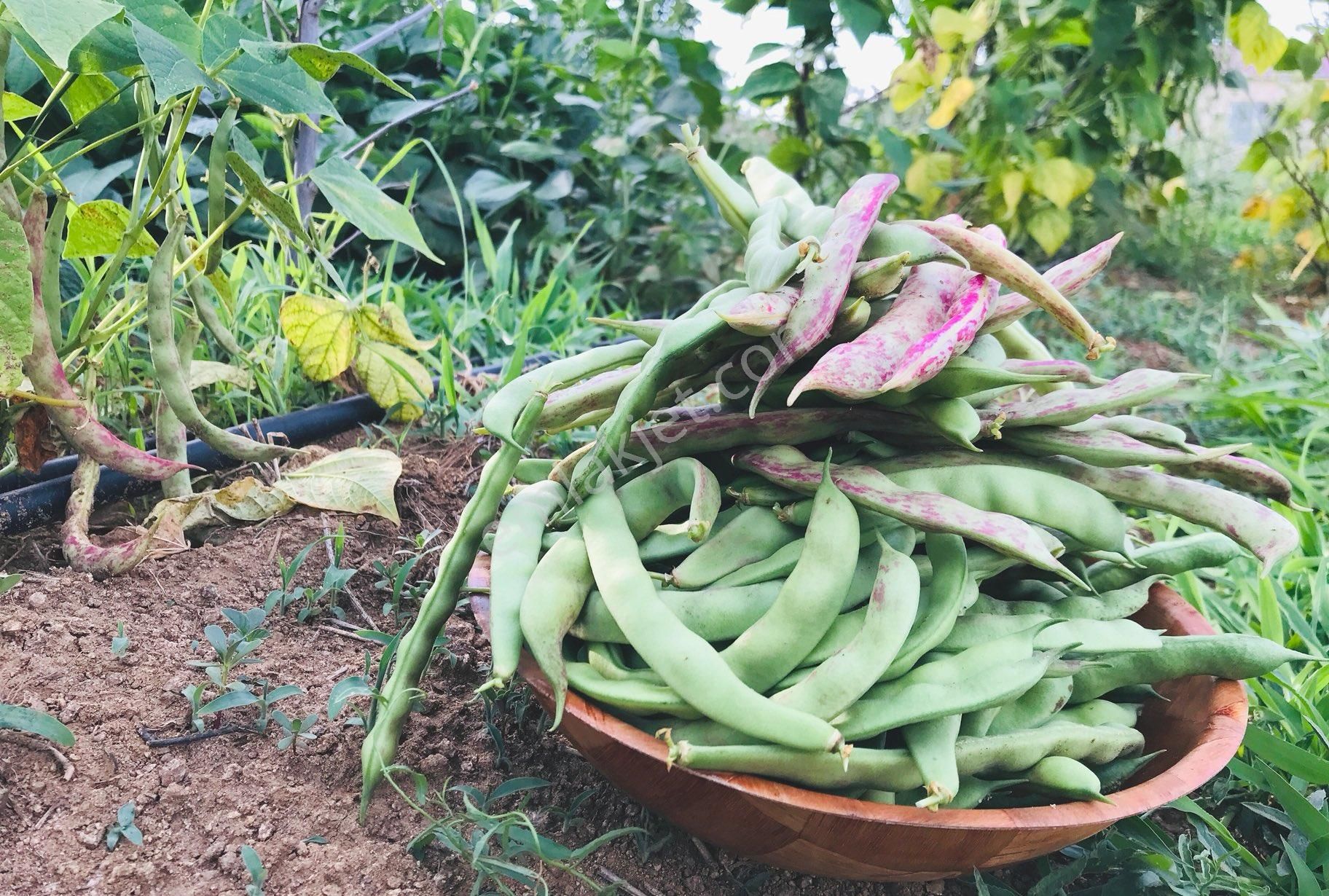 Kaz Dağları'nda İçinde Evi Olan, Organik Ceviz Ve Meyve Bahçeli 9500m² Tarla - Görsel 14
