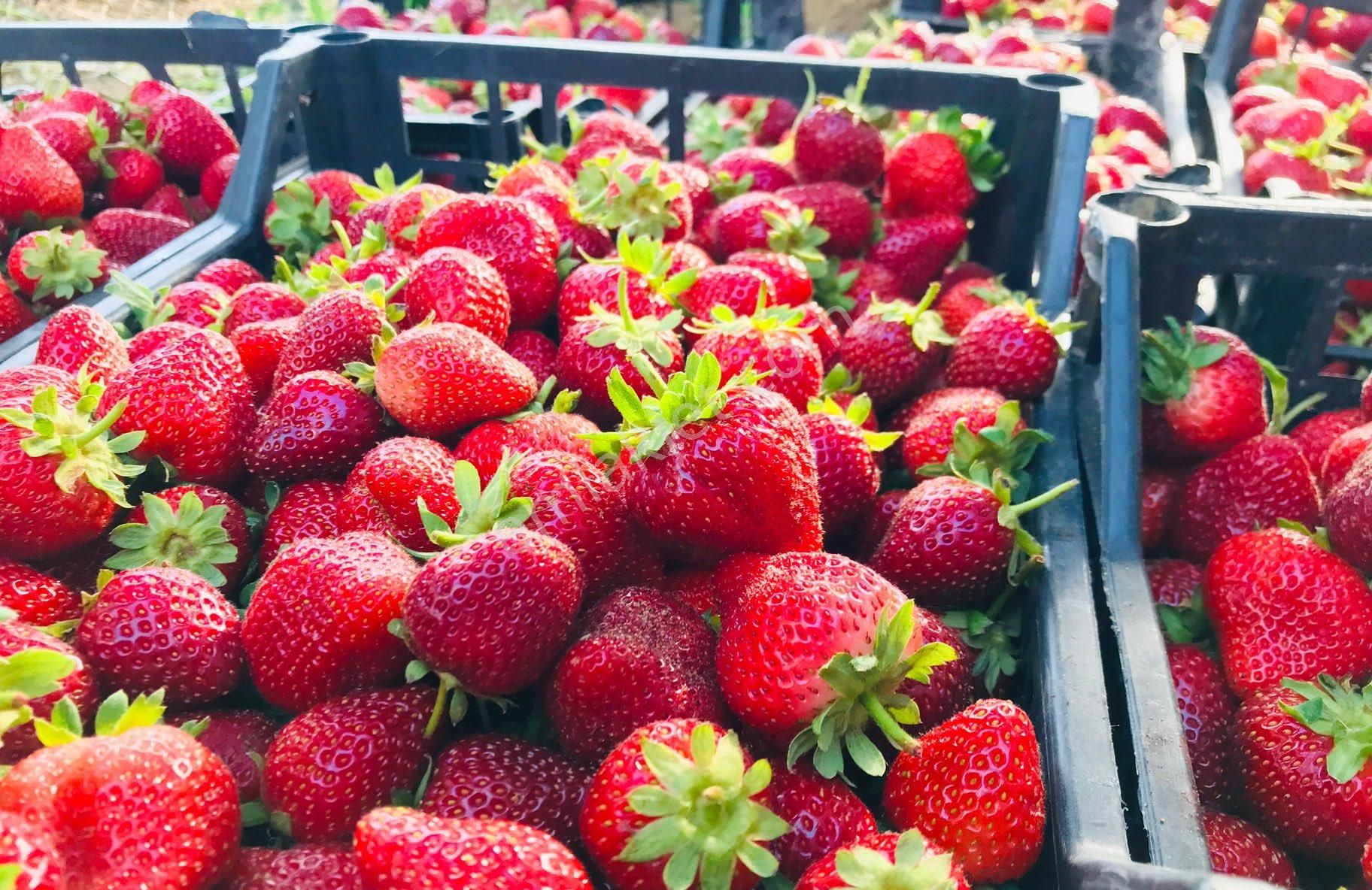 Kaz Dağları'nda İçinde Evi Olan, Organik Ceviz Ve Meyve Bahçeli 9500m² Tarla - Görsel 11