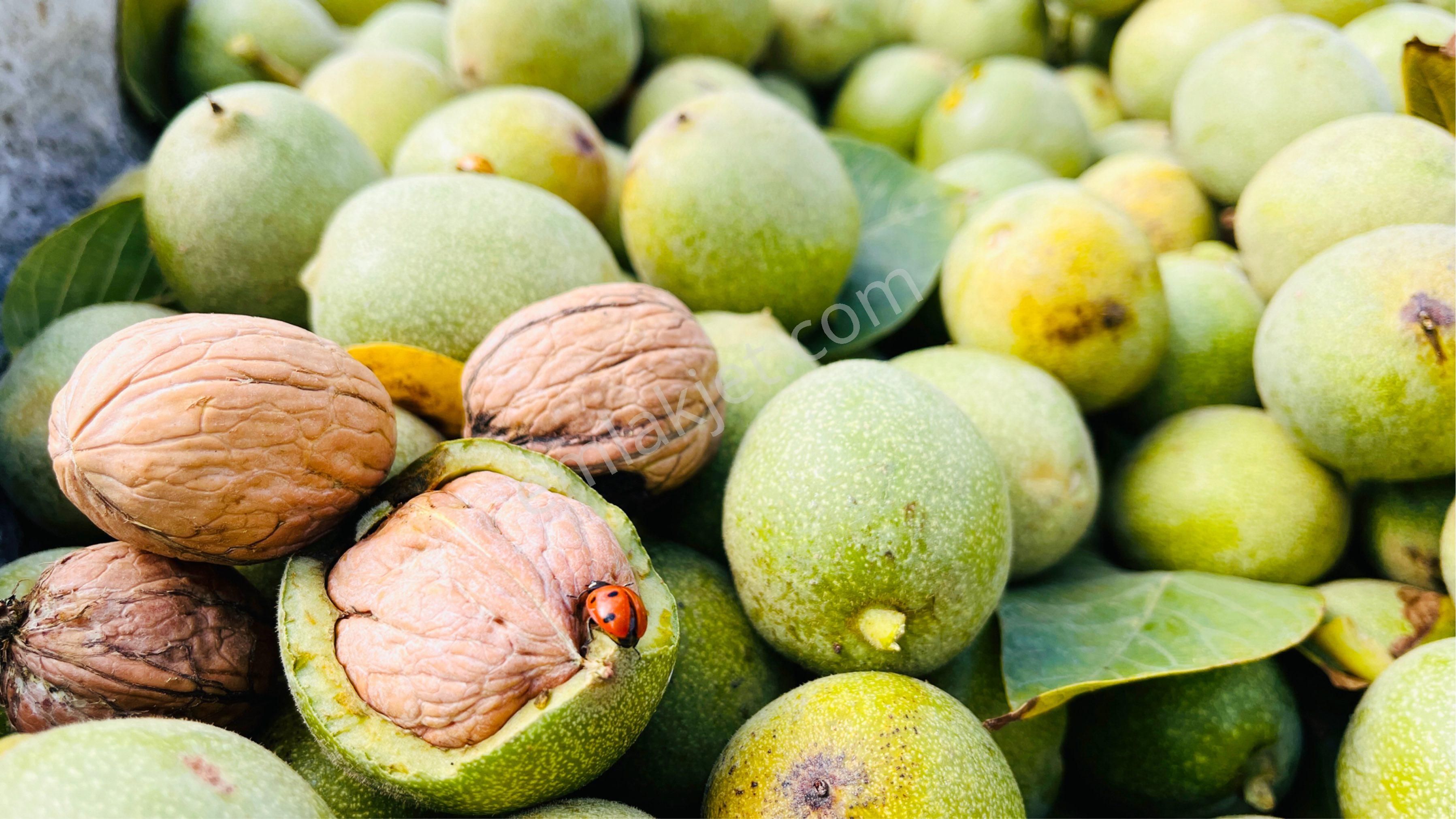 Kaz Dağları'nda İçinde Evi Olan, Organik Ceviz Ve Meyve Bahçeli 9500m² Tarla - Görsel 6