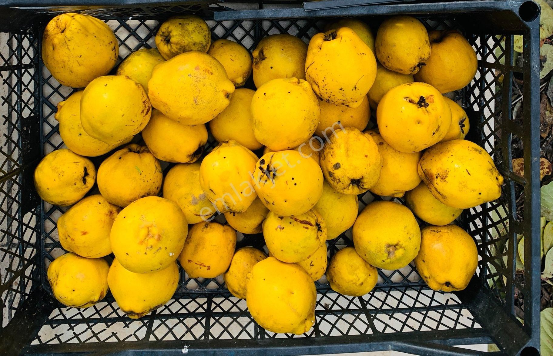 Kaz Dağları'nda İçinde Evi Olan, Organik Ceviz Ve Meyve Bahçeli 9500m² Tarla - Görsel 16