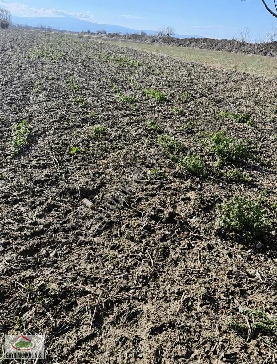 İlçeye Yakın Domates Biber Yetişen Bölgede Toplam 100 Dönüm