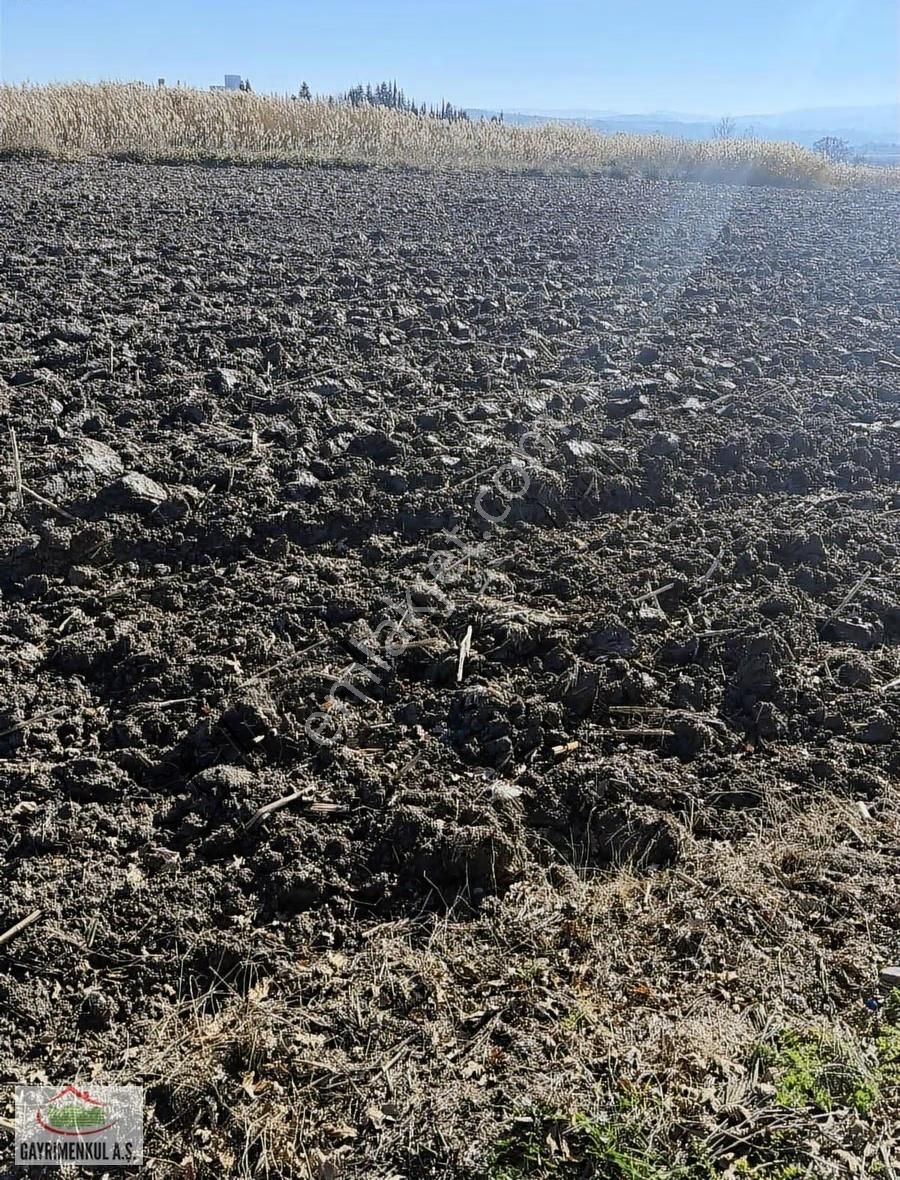 İlçeye Yakın Domates Biber Yetişen Bölgede Toplam 100 Dönüm - Görsel 4