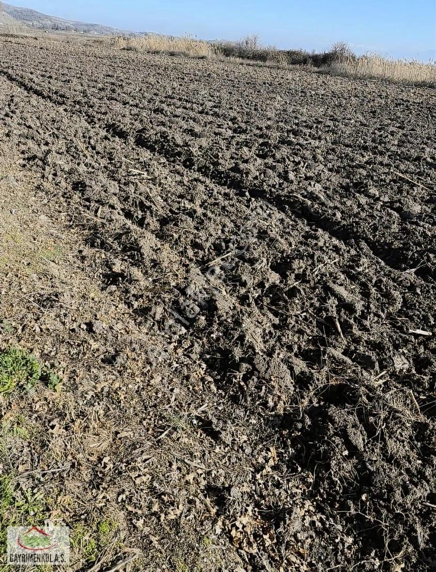 İlçeye Yakın Domates Biber Yetişen Bölgede Toplam 100 Dönüm - Görsel 6