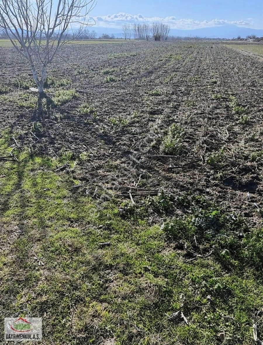 İlçeye Yakın Domates Biber Yetişen Bölgede Toplam 100 Dönüm - Görsel 3