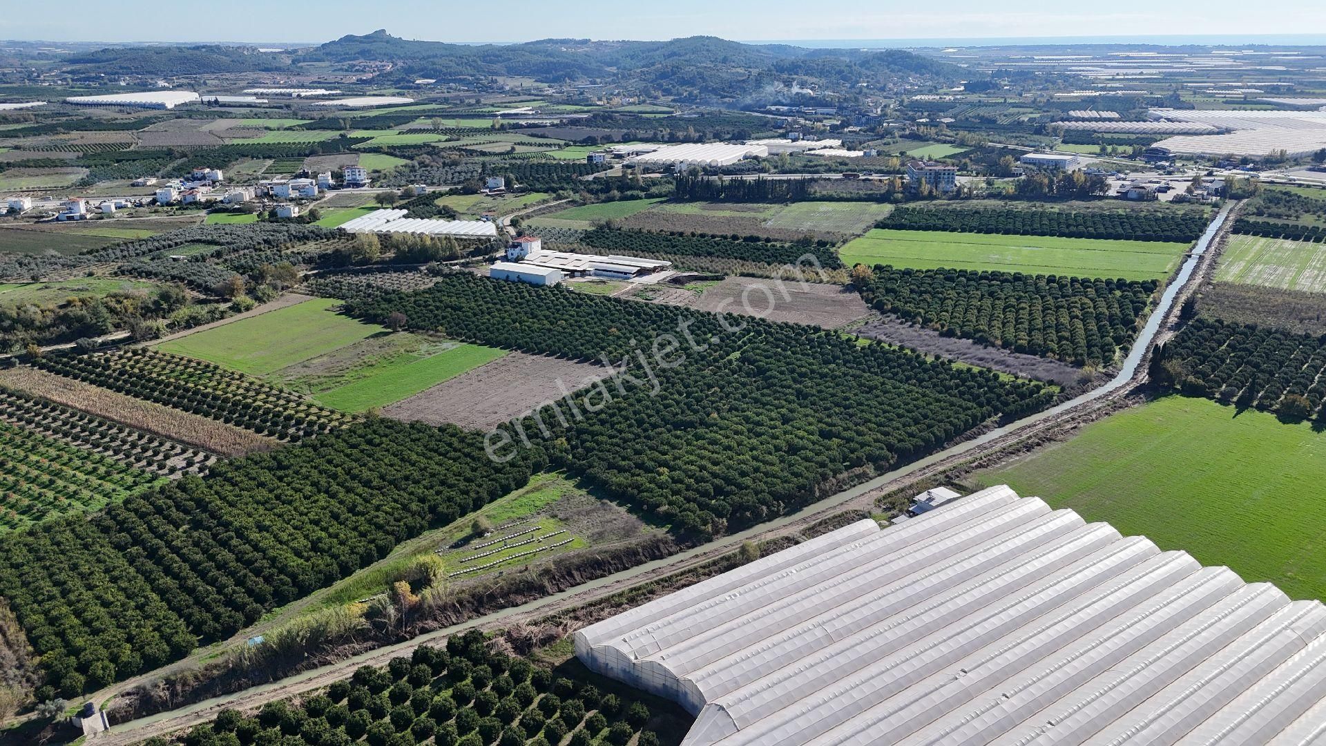 Taşağıl'da Geleceğe Altın Bir Yatırım Satılık 18 Dönüm Portakal Bahçesi - Görsel 22