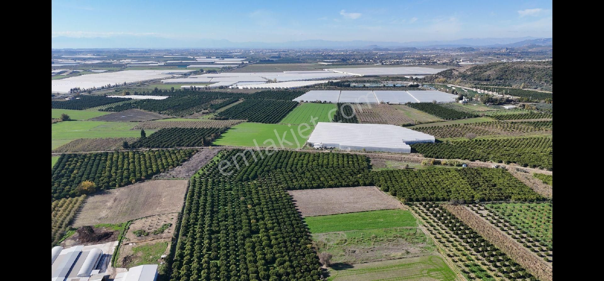 Taşağıl'da Geleceğe Altın Bir Yatırım Satılık 18 Dönüm Portakal Bahçesi - Görsel 14