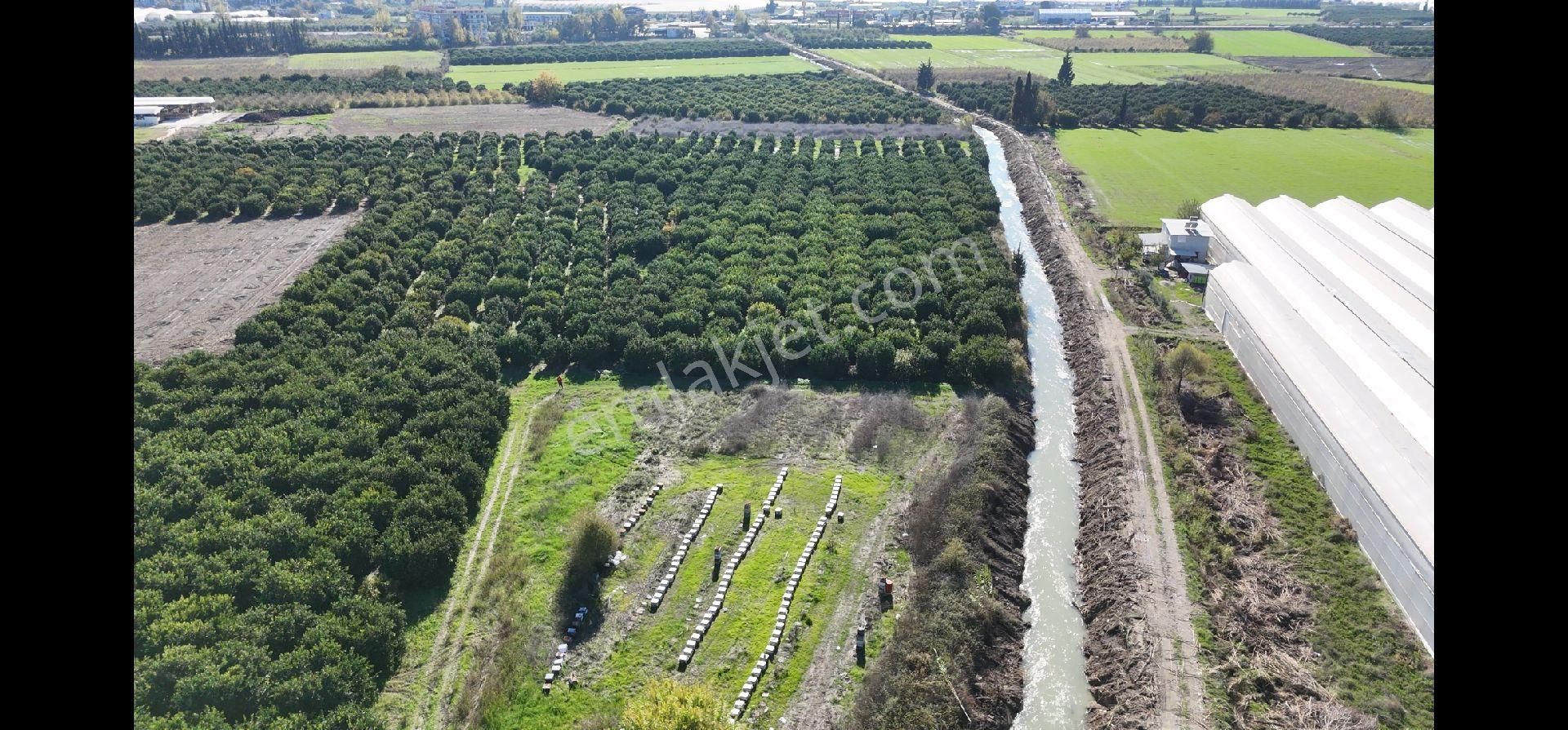 Taşağıl'da Geleceğe Altın Bir Yatırım Satılık 18 Dönüm Portakal Bahçesi - Görsel 10