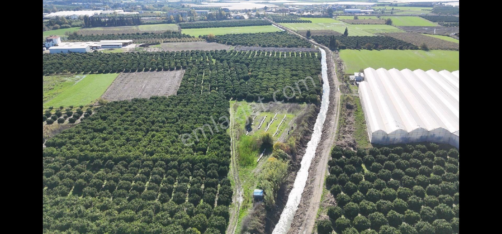 Taşağıl'da Geleceğe Altın Bir Yatırım Satılık 18 Dönüm Portakal Bahçesi - Görsel 11