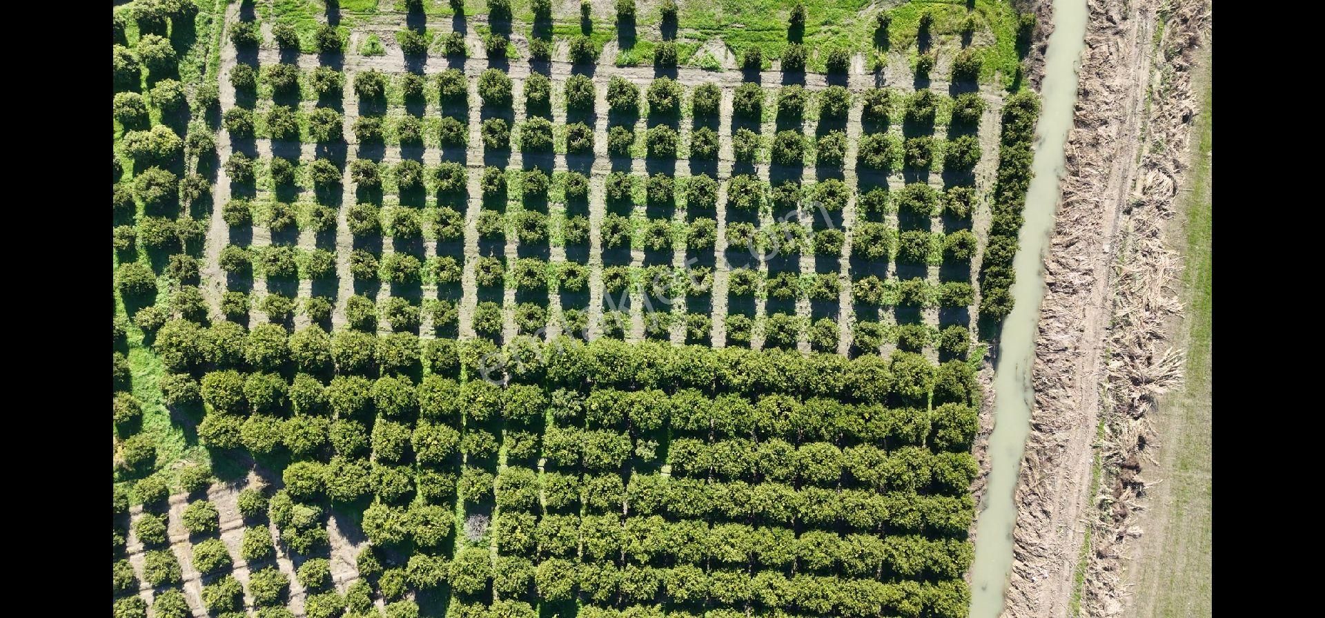 Taşağıl'da Geleceğe Altın Bir Yatırım Satılık 18 Dönüm Portakal Bahçesi - Görsel 7