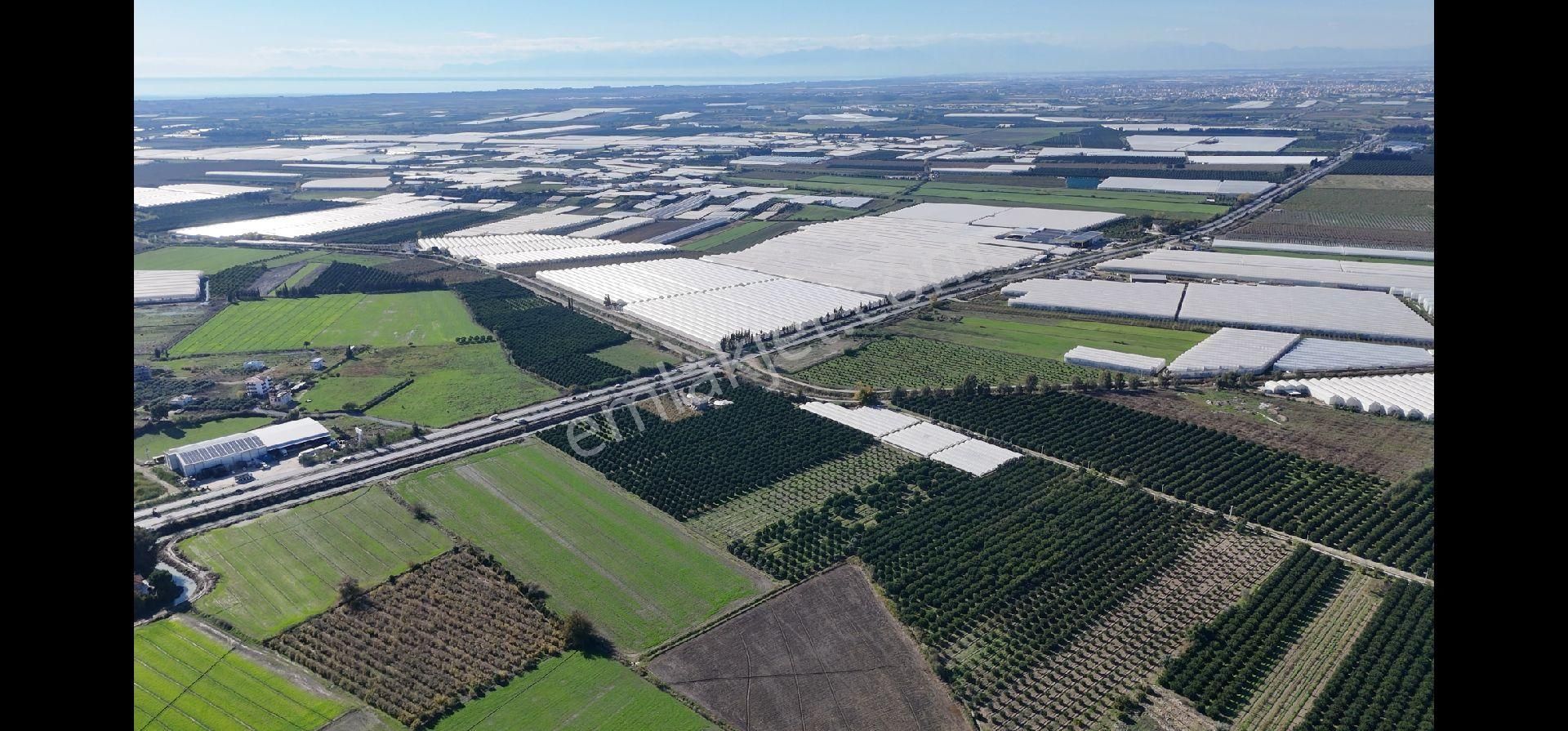 Taşağıl'da Geleceğe Altın Bir Yatırım Satılık 18 Dönüm Portakal Bahçesi - Görsel 5