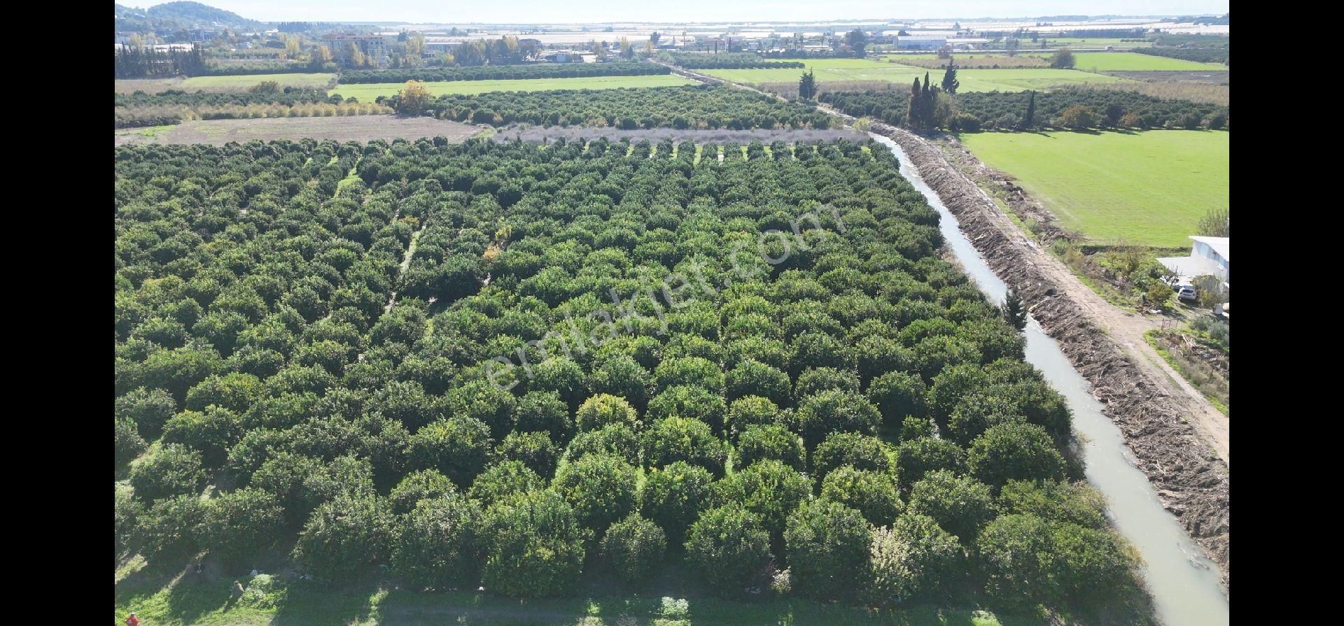 Taşağıl'da Geleceğe Altın Bir Yatırım Satılık 18 Dönüm Portakal Bahçesi - Görsel 9