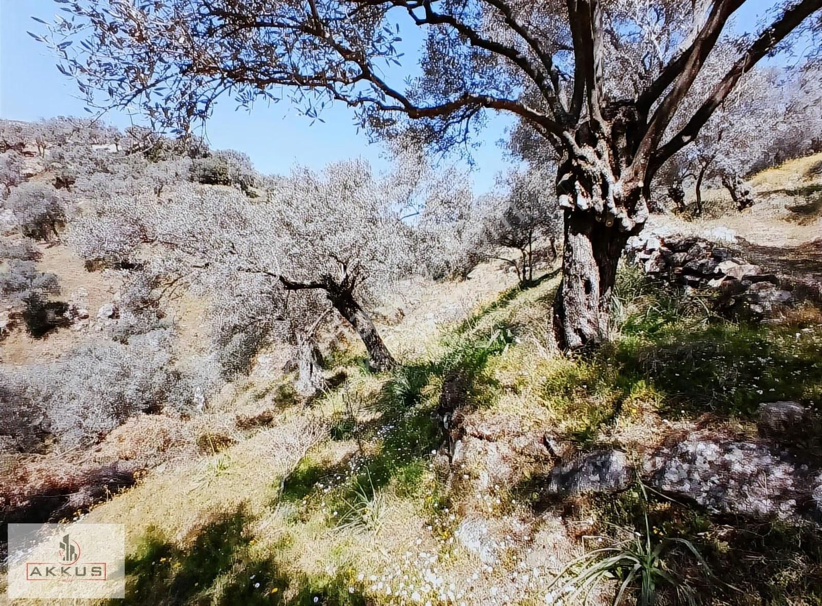 Akkuş Emlak'tan Satılık Zeytinlik - Görsel 6