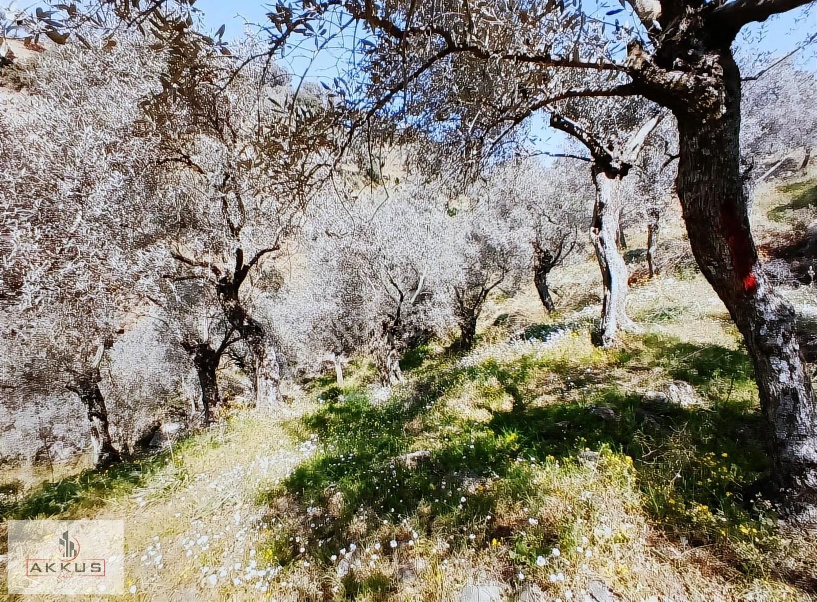 Akkuş Emlak'tan Satılık Zeytinlik - Görsel 4