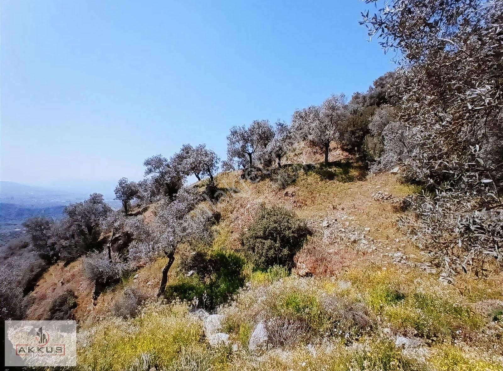 Akkuş Emlak'tan Satılık Zeytinlik - Görsel 5