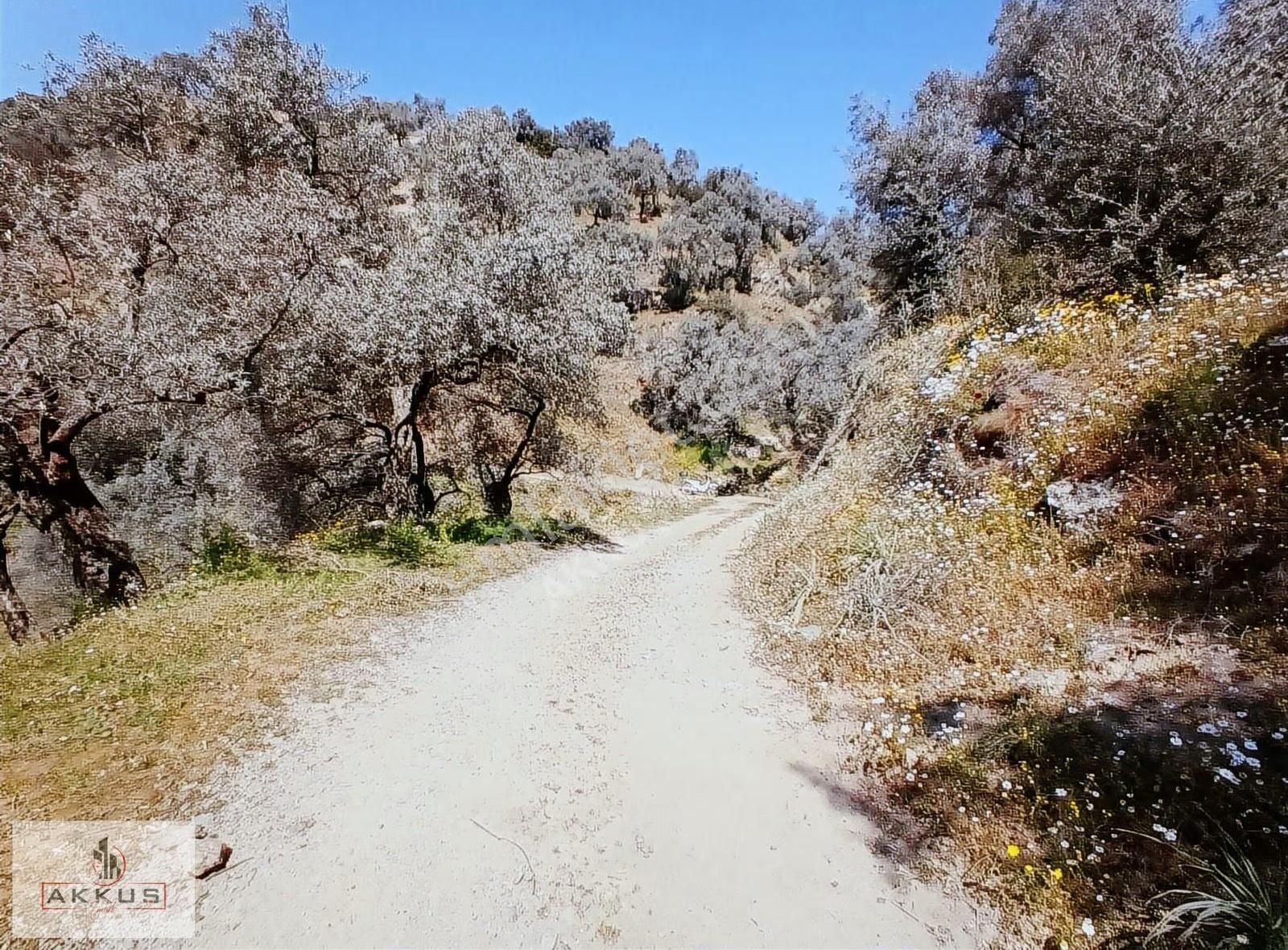 Akkuş Emlak'tan Satılık Zeytinlik