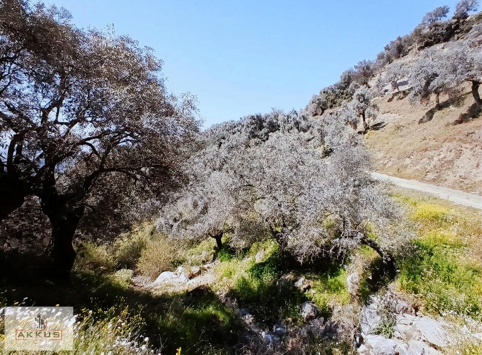 Akkuş Emlak'tan Satılık Zeytinlik - Görsel 3