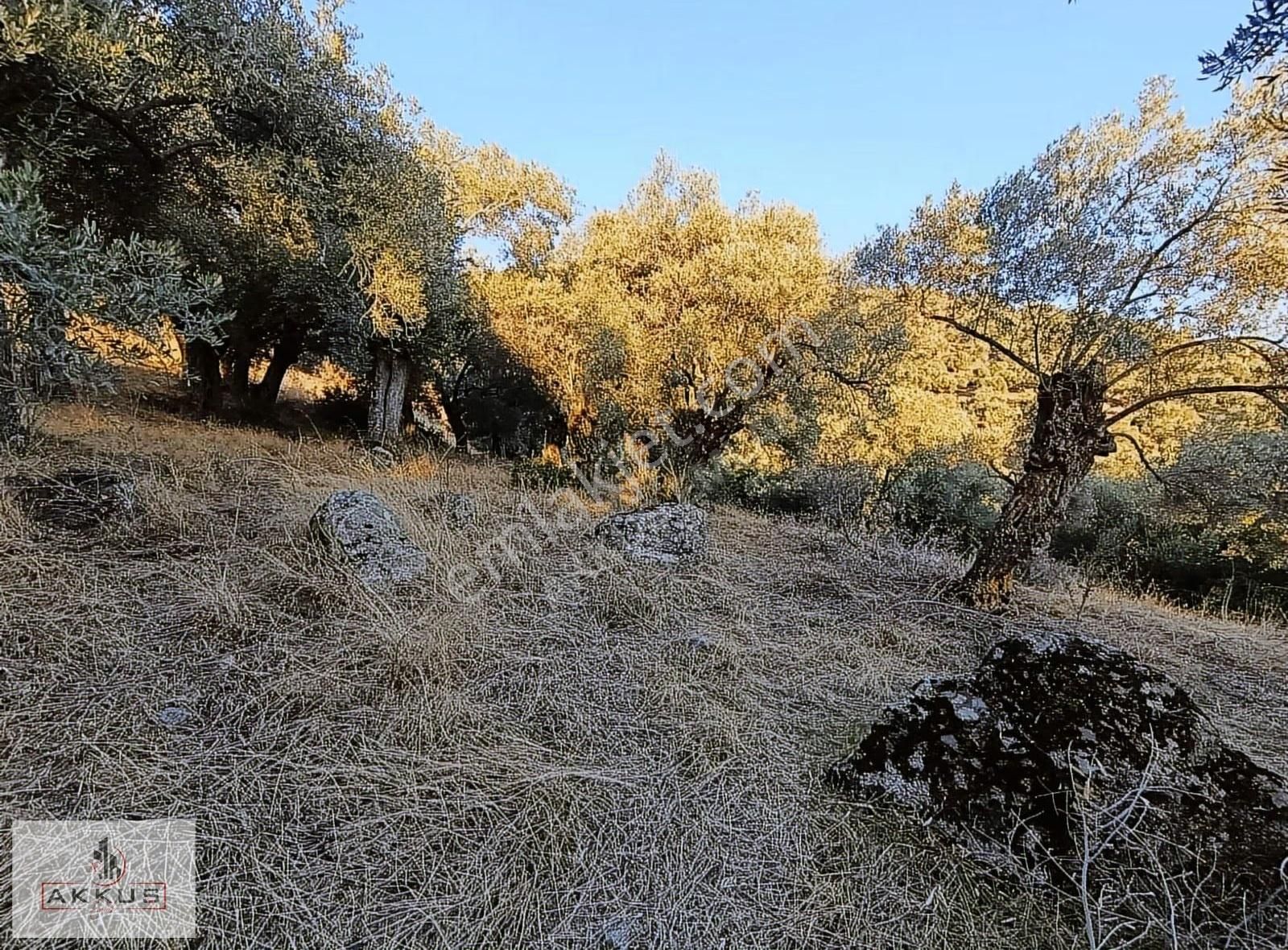 Akkuş Emlak'tan Benimde Zeytinliğim Olsun Diyene - Görsel 3