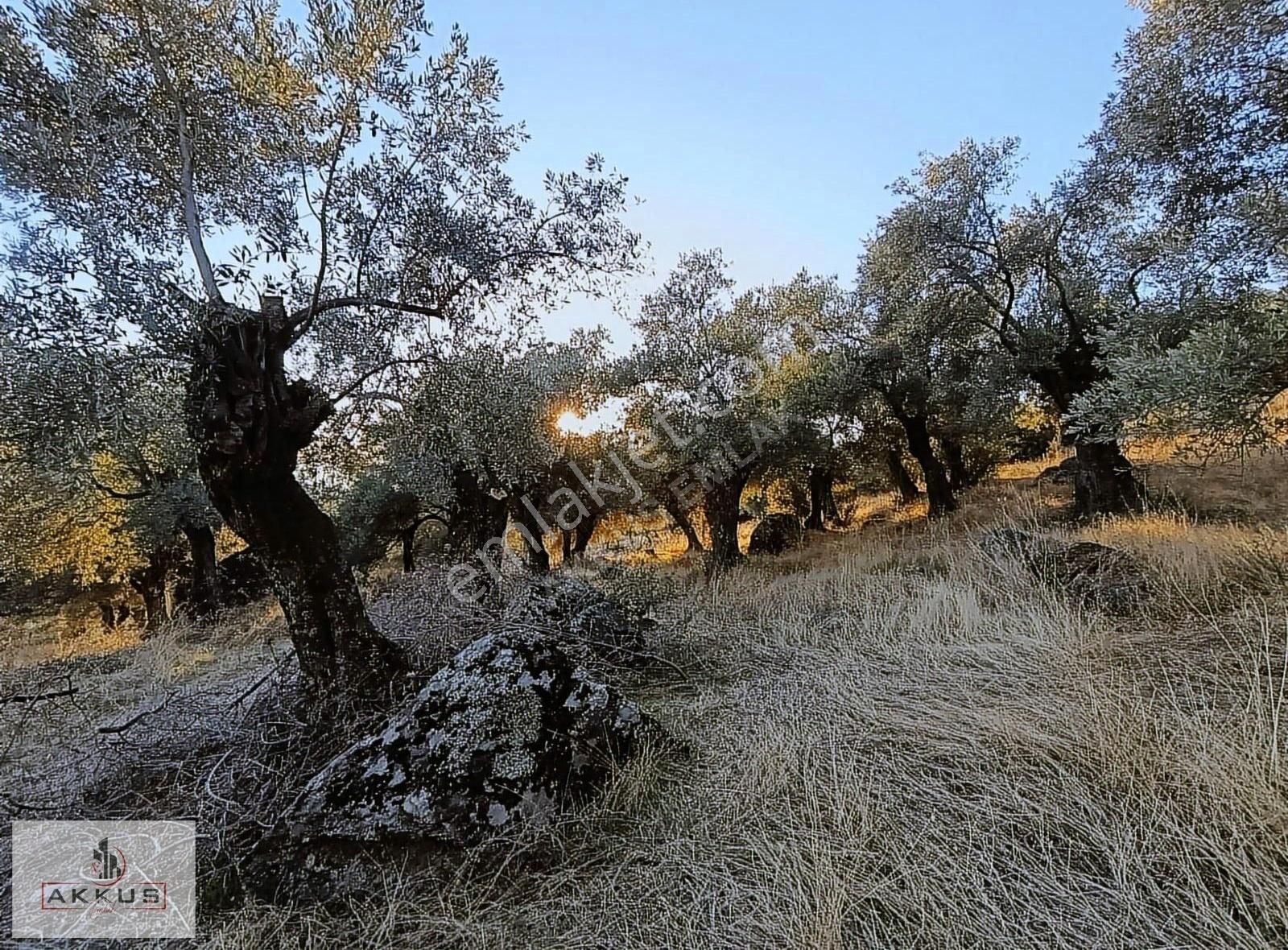 Akkuş Emlak'tan Benimde Zeytinliğim Olsun Diyene