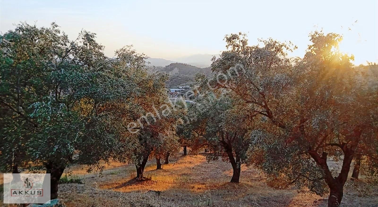 Akkuş Emlak'tan Satılık Köy Dibinde Zeytinlik - Görsel 5