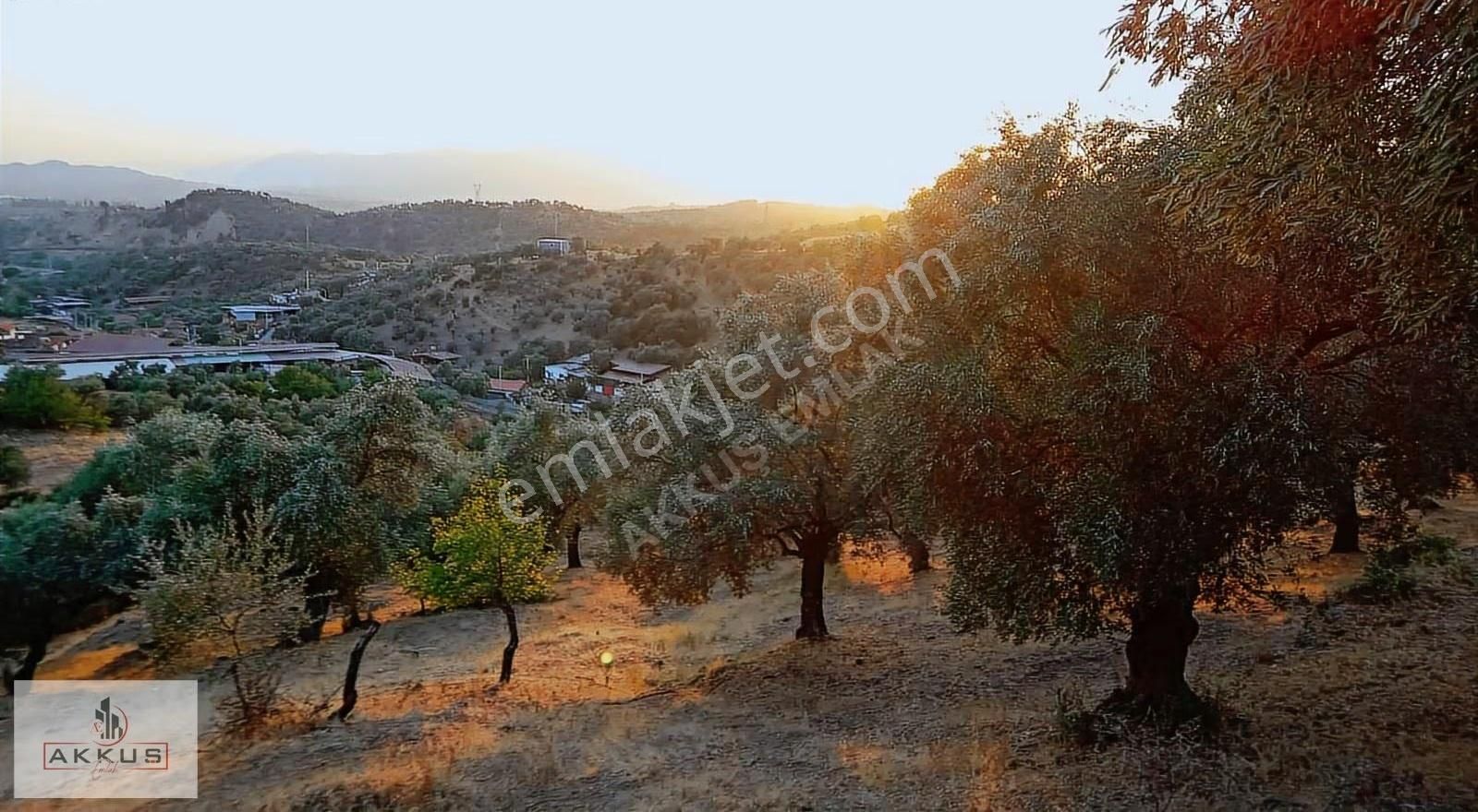 Akkuş Emlak'tan Satılık Köy Dibinde Zeytinlik