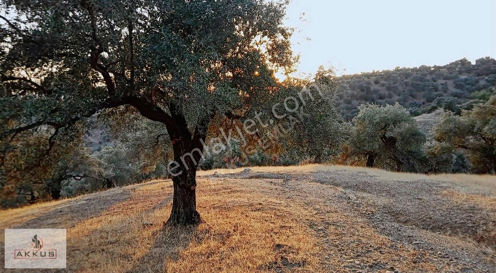 Akkuş Emlak'tan Satılık Köy Dibinde Zeytinlik - Görsel 2