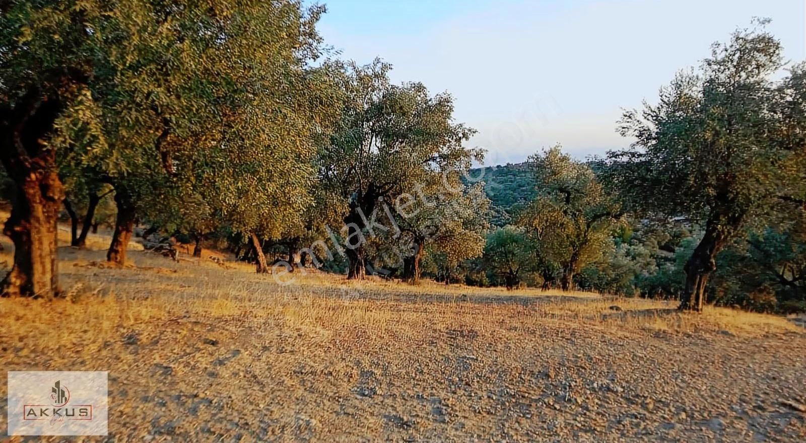 Akkuş Emlak'tan Satılık Köy Dibinde Zeytinlik - Görsel 3