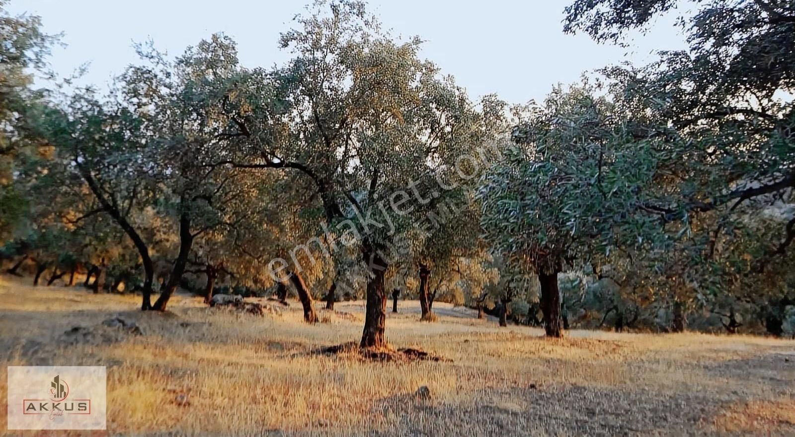 Akkuş Emlak'tan Satılık Köy Dibinde Zeytinlik - Görsel 4