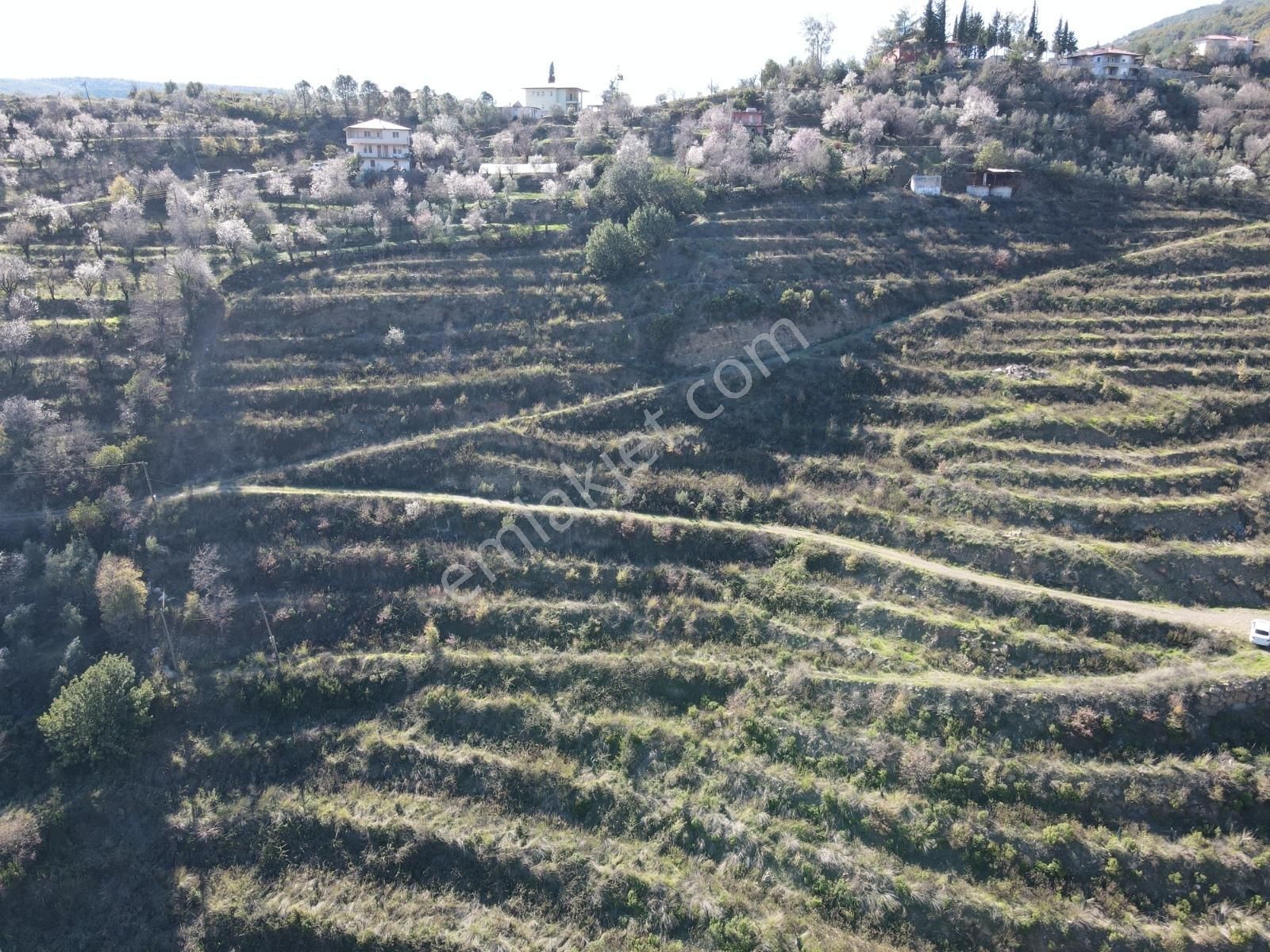 Alanya Da 25 Dönüm Tek Tapu Tarla - Görsel 8