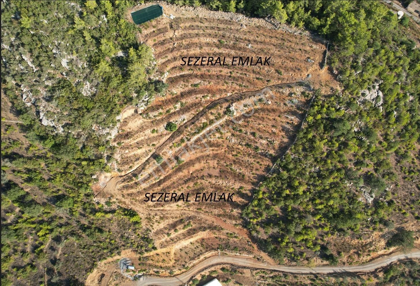 Alanya Da Tarımsal Yatırım Muz Serası Ve Avakado Bahçesi - Görsel 6