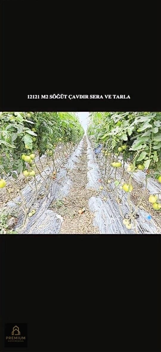 Satılık Aktif Sera! Burdur Çavdır Söğüt - Görsel 7