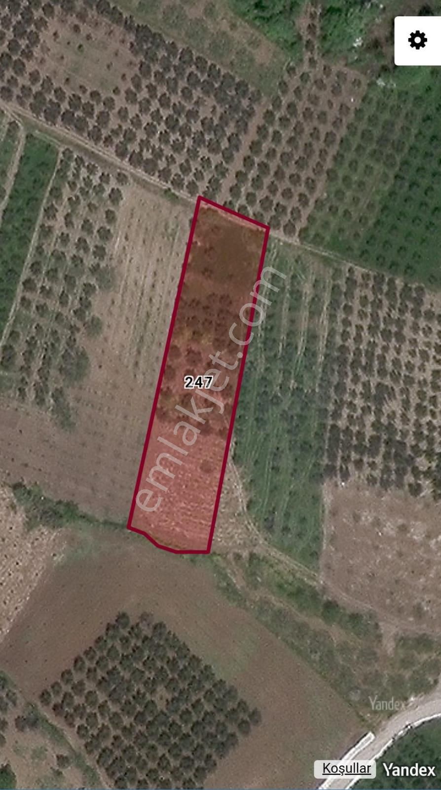 Bursa Mudanya Mürsel'de Satılık Zeytinlik - Görsel 6