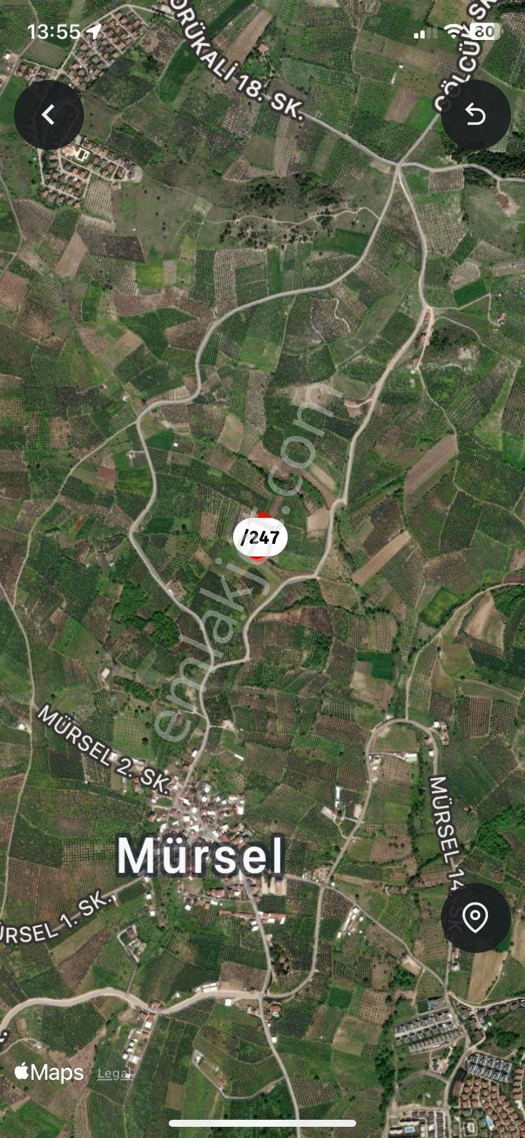 Bursa Mudanya Mürsel'de Satılık Zeytinlik - Görsel 8