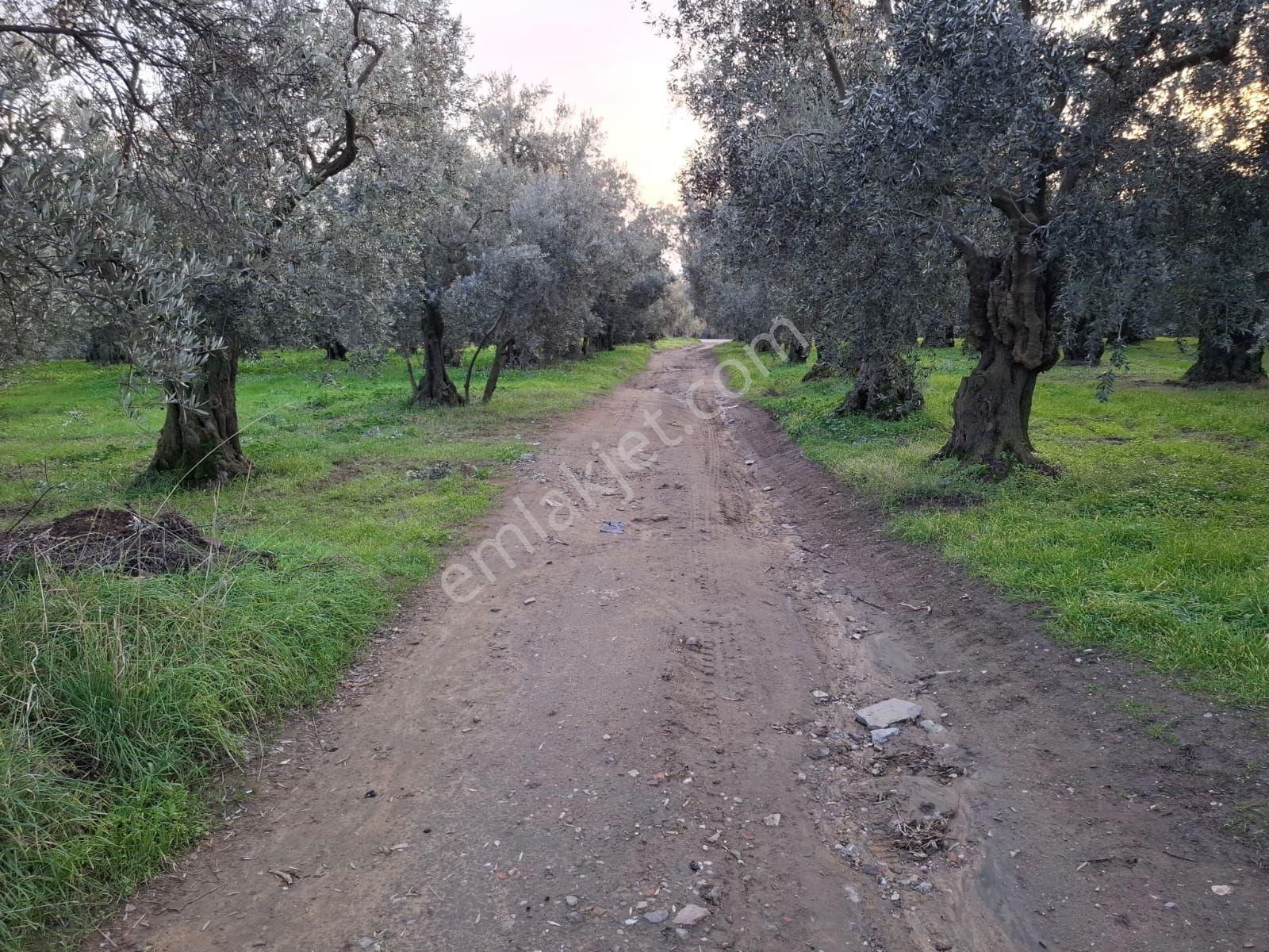 Kentmax Emlak'tan Çakırlı'da Satılık Zeytinlik