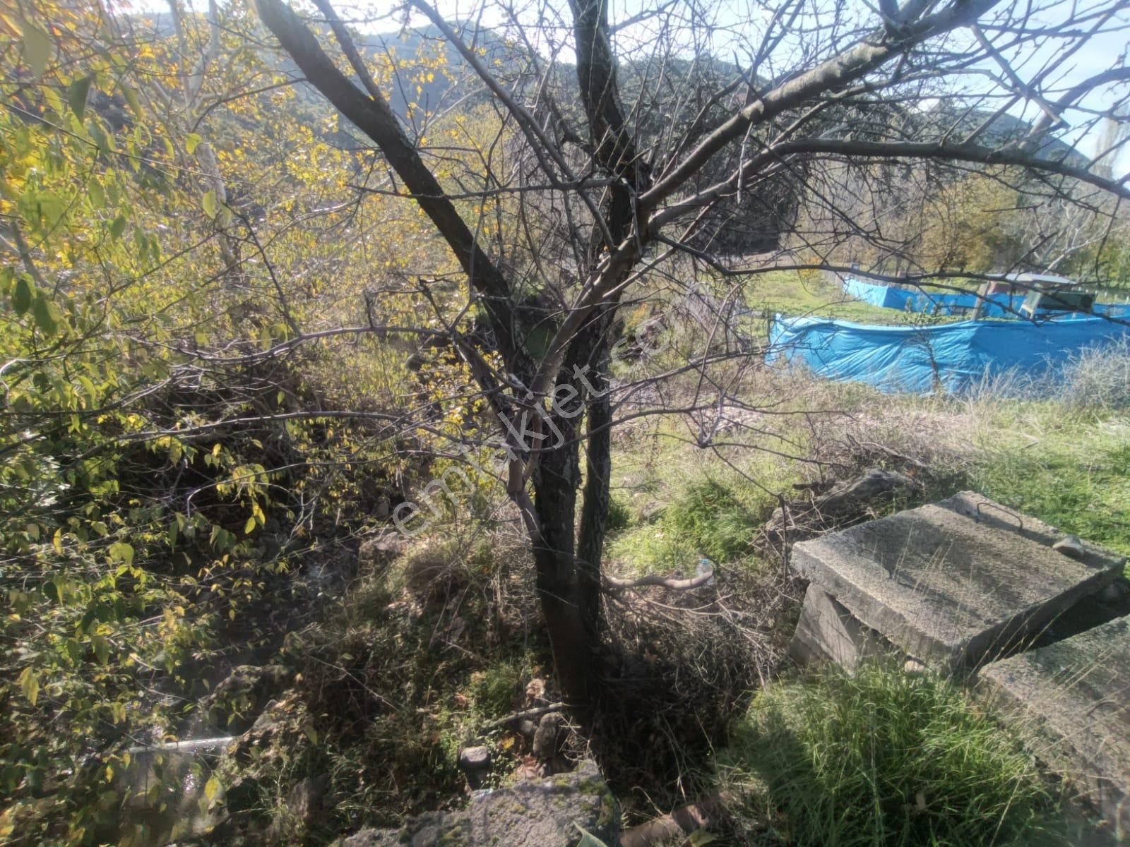 Golden Globy, Burhaniye-karadere Ana Yol Üzerinde ​satılık 2.214 M2 Hobi Bahçesi - Görsel 11