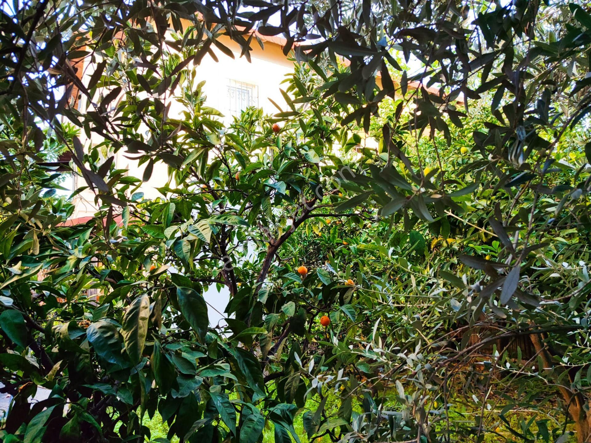 Akdeniz Emlakta Akarca Mh Satılık Müstakil Villa - Görsel 11