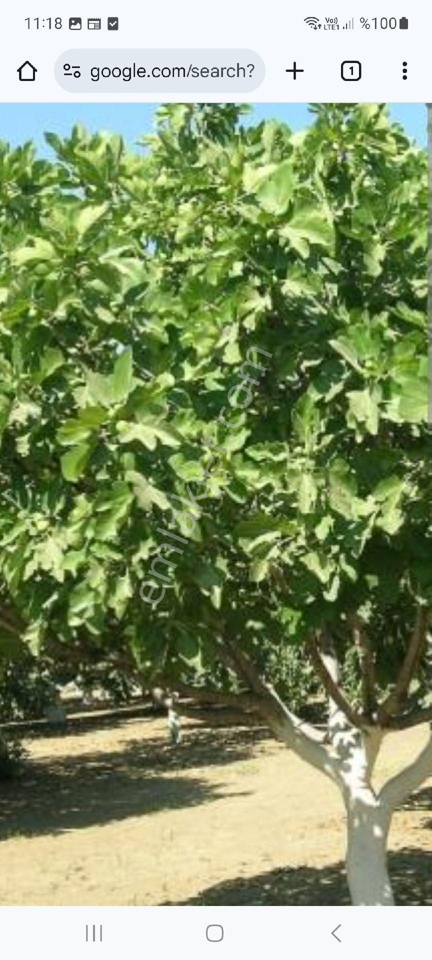 Kuşadası Çınarköyde Müstakil Parsel Acil Satılık 3.765 M2 Harika İncir Bahçesi. - Görsel 2