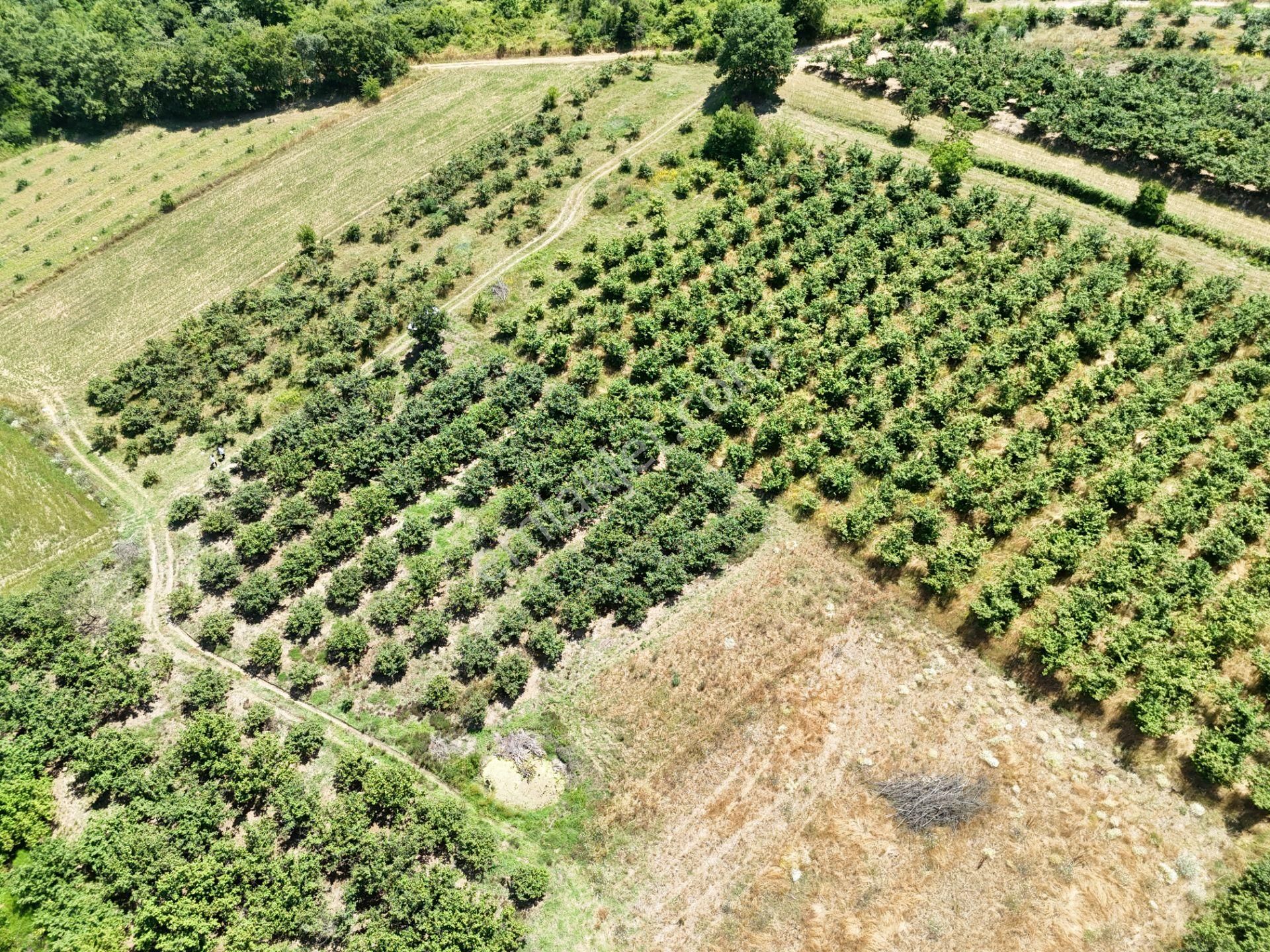 Emlak Evim - Kayacık Köyünün Yanında 350 M2 Tarla - Görsel 35