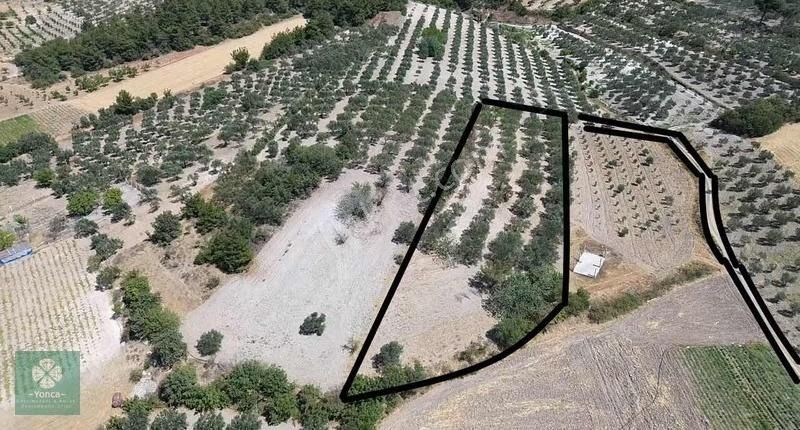 Yonca Gyo Beyce Köyünde Edremit Zeytin Bahçesi - Görsel 2