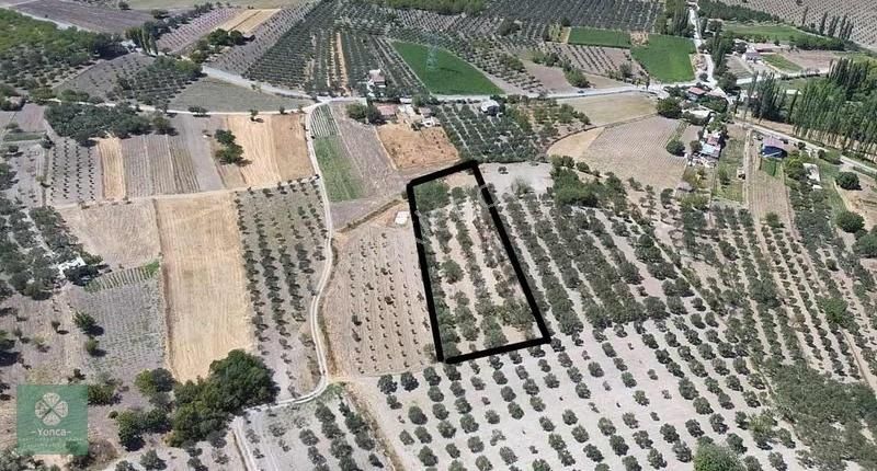 Yonca Gyo Beyce Köyünde Edremit Zeytin Bahçesi - Görsel 3