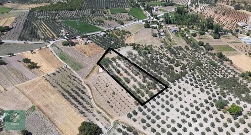 Yonca Gyo Beyce Köyünde Edremit Zeytin Bahçesi