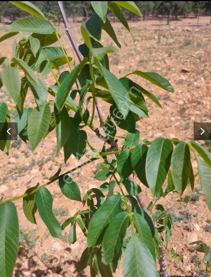 Korkuteli Sımandırda Satlık Tarla - Görsel 12