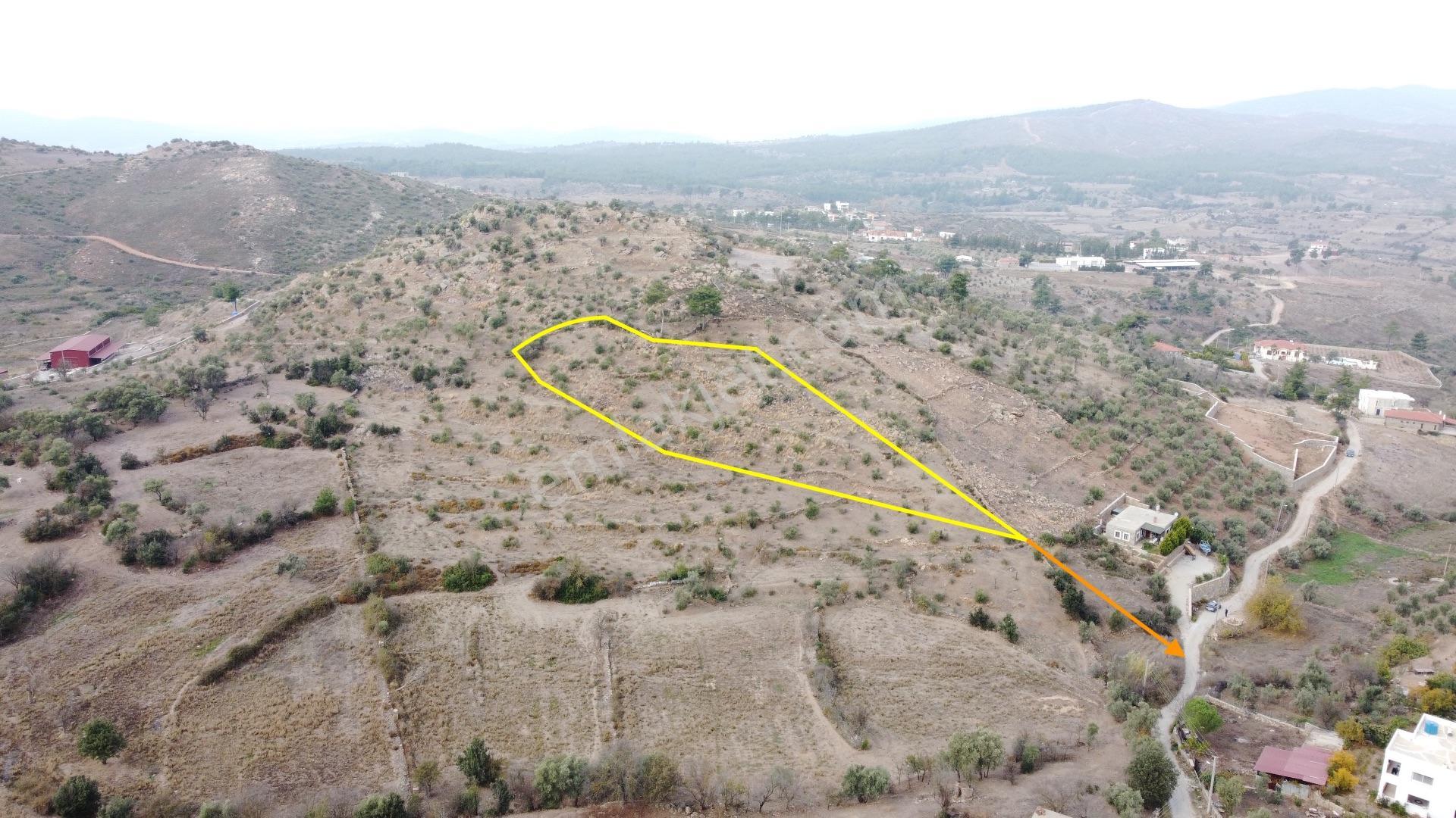 Muğla Milas Beyciler Köy İçinde Zeytinlik Vasfını Kaybetmiş Arsa!