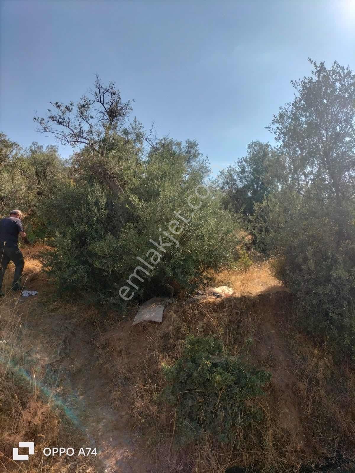 Kemalpaşa Bağyurdunda Satılık Arsa - Görsel 5