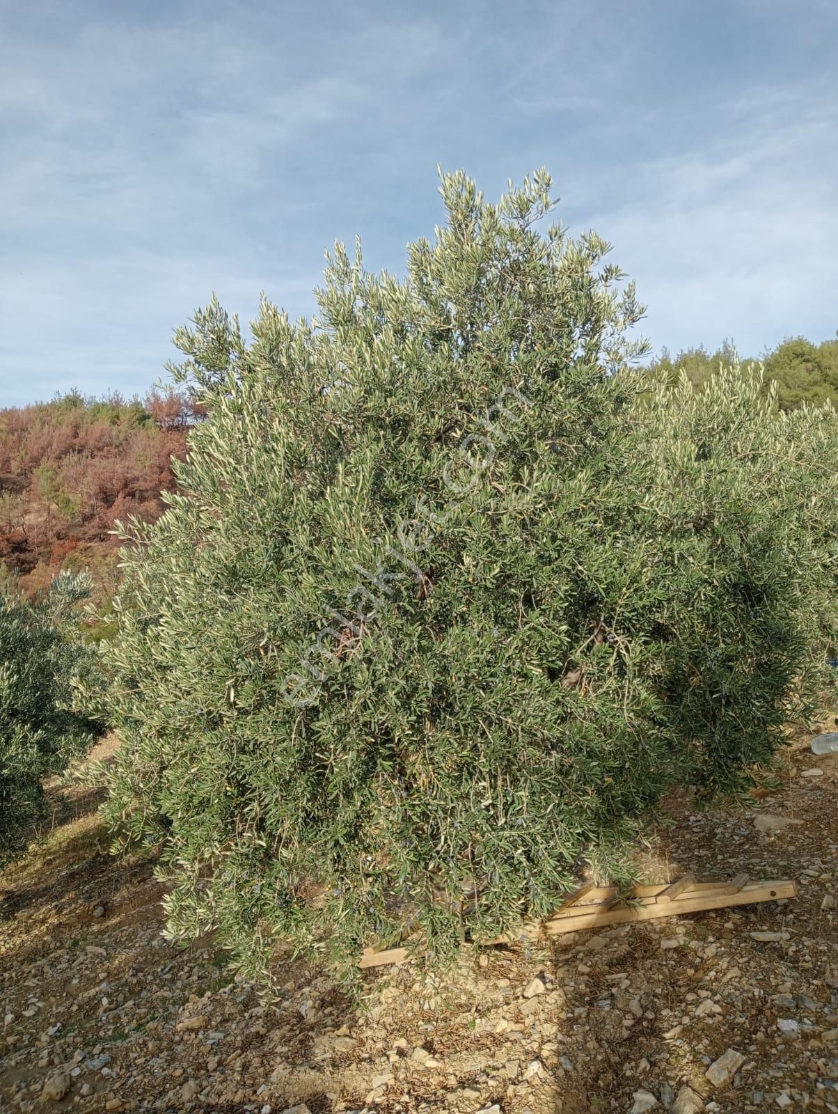 Akhisar Efem Gayrimenkul Durasıl Mh 6 Dönüm Satılık Zeytinlik !!!