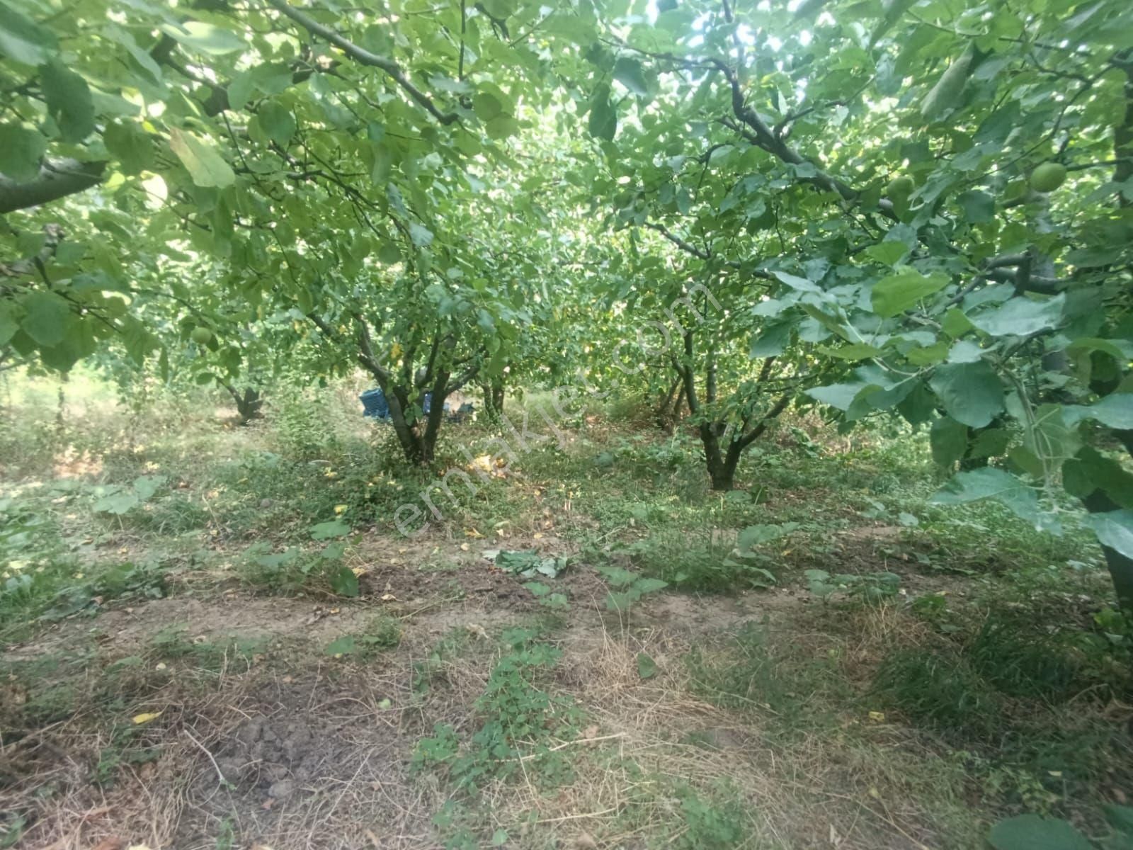 Çanakkale Bayramiç Cırpılar Köyünde - Görsel 2