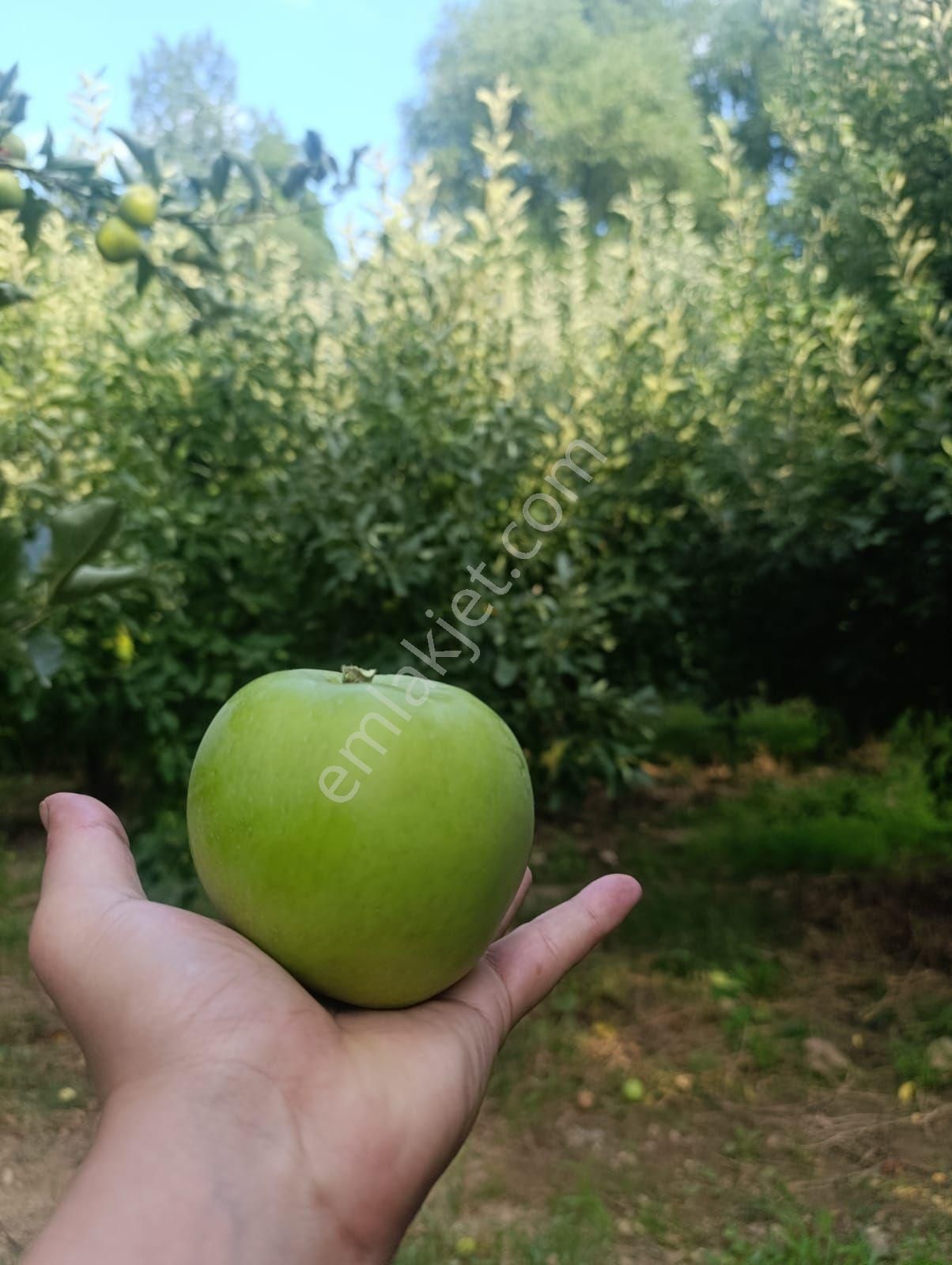 Çanakkale Bayramiç Cırpılar Köyünde