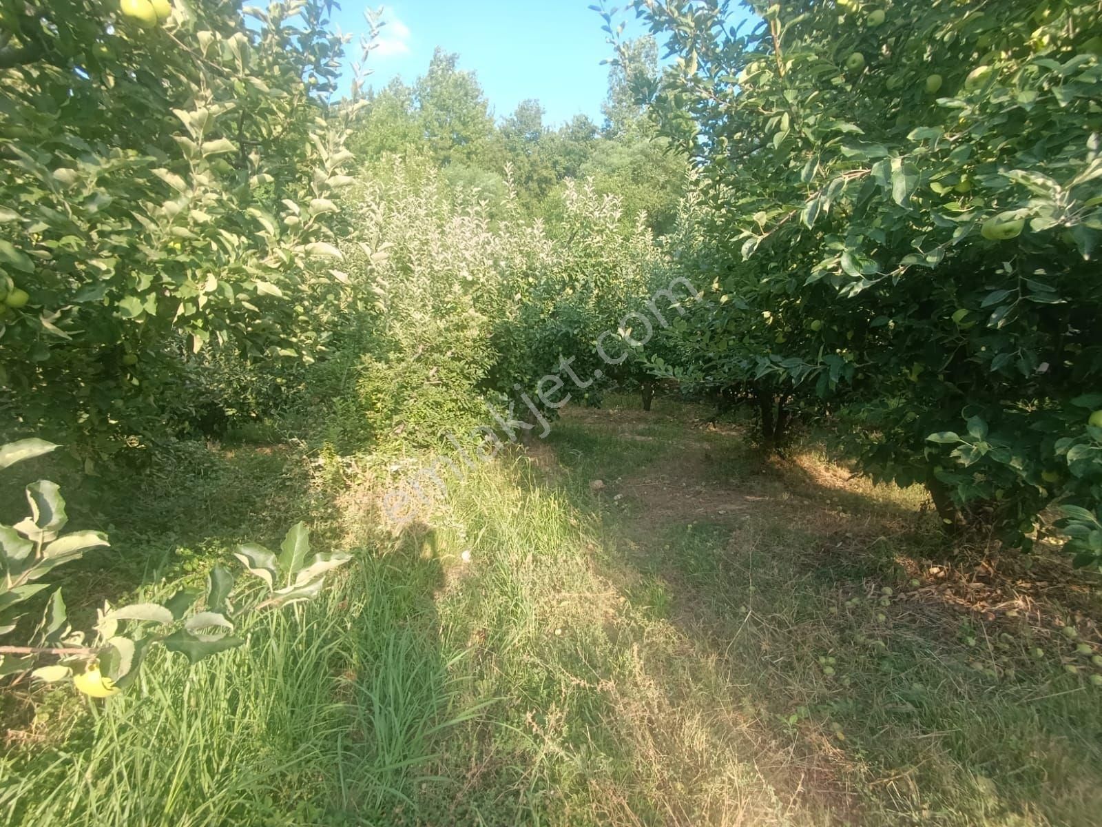 Çanakkale Bayramiç Cırpılar Köyünde - Görsel 5