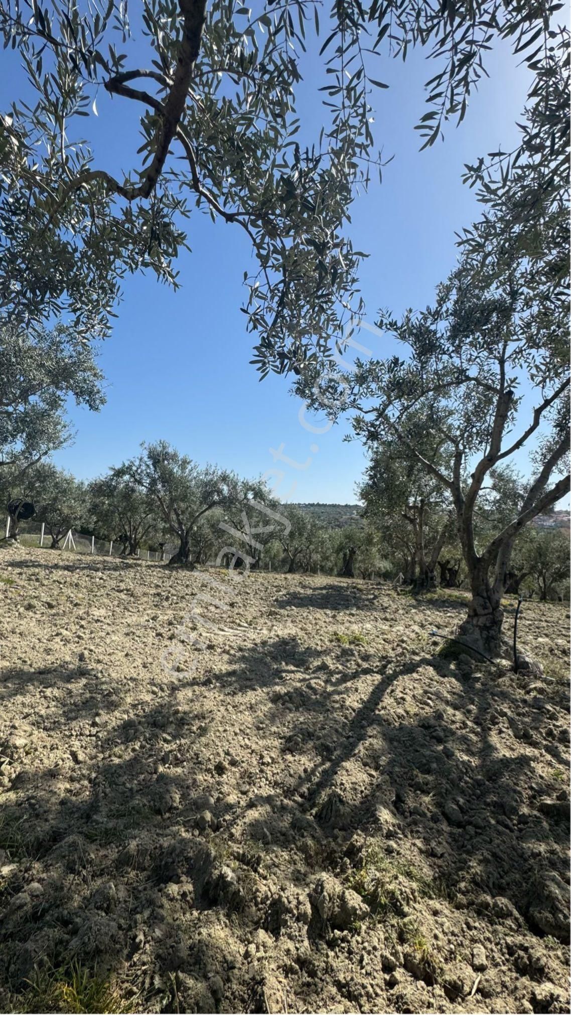 Beyaz Gayrımenkulden Saruhanlı Gözlet Mh 3,450 M2 Fırsat Zeytinlik - Görsel 9