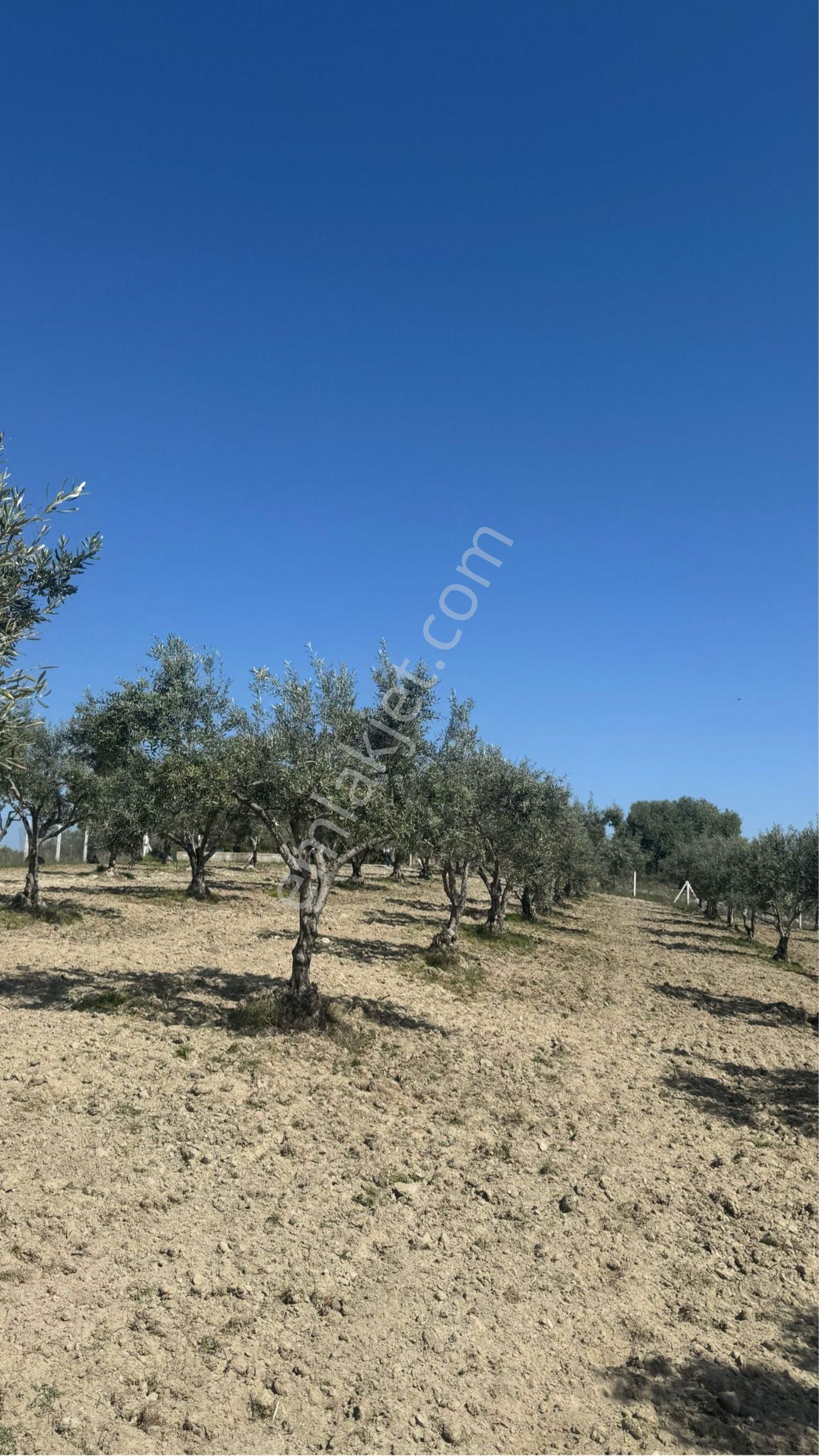 Beyaz Gayrımenkulden Saruhanlı Gözlet Mh 3,450 M2 Fırsat Zeytinlik - Görsel 20